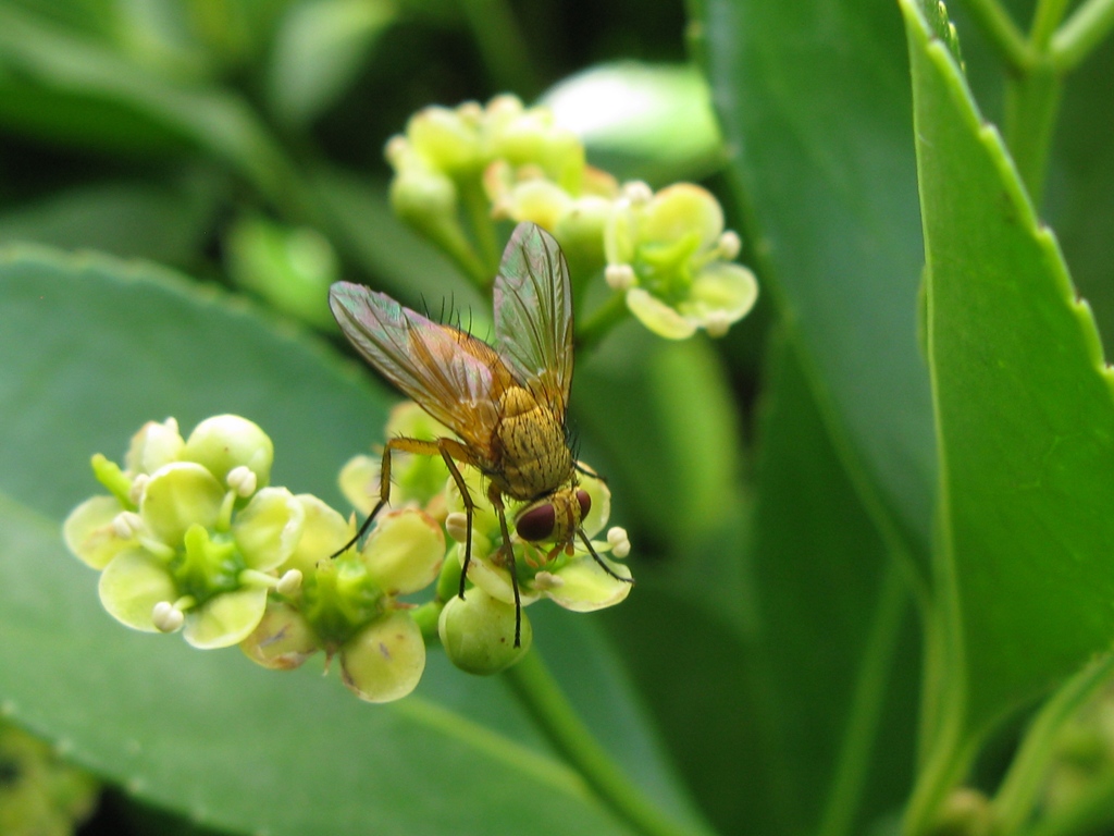 Tachinidae da determinare???